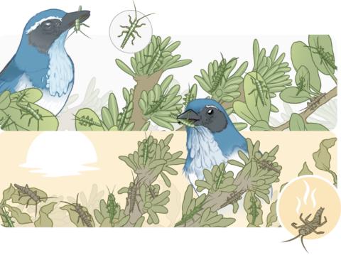 A long-term field study of Californian stick insects (Timema cristinae) reveals how competing selection pressures shape their evolution. (Illustration: Mark Belan/ArtSciStudios) A long-term field study of Californian stick insects (Timema cristinae) reveals how competing selection pressures shape their evolution. (Illustration: Mark Belan/ArtSciStudios)