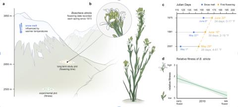 Long-term studies at the Rocky Mountain Biological Laboratory in Colorado, USA, reveal that Drummond’s rockcress (Boechera stricta), a North American wildflower, bloom almost 4 days earlier each decade since the 1970s. (Illustration: Mark Belan/ArtSci) Long-term studies at the Rocky Mountain Biological Laboratory in Colorado, USA, reveal that Drummond’s rockcress (Boechera stricta), a North American wildflower, bloom almost 4 days earlier each decade since the 1970s. (Illustration: Mark Belan/ArtSci)