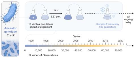 Founded in 1988, the Long-Term Evolution Experiment (LTEE) is the world’s longest-running ongoing evolution experiment now spanning 75,000 generations. (Illustration: Mark Belan/ArtSciStudios) Founded in 1988, the Long-Term Evolution Experiment (LTEE) is the world’s longest-running ongoing evolution experiment now spanning 75,000 generations. (Illustration: Mark Belan/ArtSciStudios)